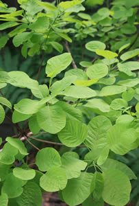 pruikenboom (Cotinus)